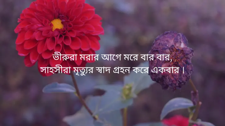 মৃত্যু নিয়ে ক্যাপশন সহ প্রিয়জনের মৃত্যু নিয়ে ইসলামিক স্ট্যাটাস